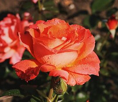 Москвичи смогут посетить крупную выставку роз в «Аптекарском огороде»