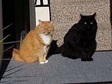 Кошка и ее «живая» тень озадачили интернет-пользователей