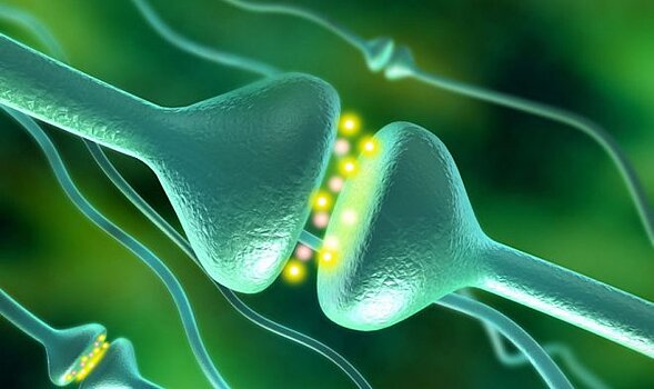 Искусственный синапс позволит создавать похожие на мозг компьютеры