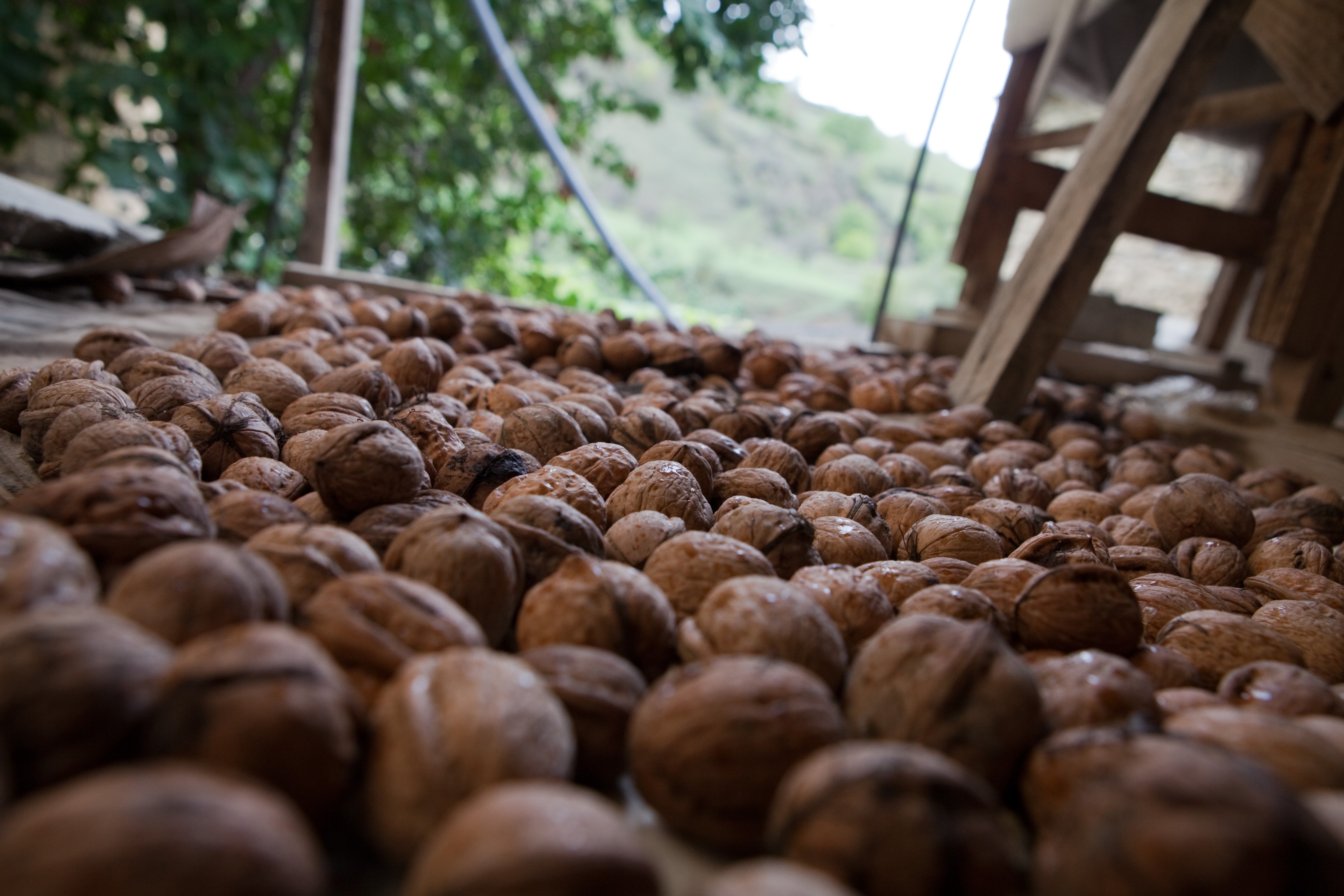 В Ингушетии перенесли сроки строительства завода по переработке грецкого ореха