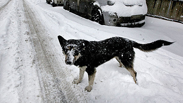 В Уфе спасатели вызволили замерзшую собаку из металлической емкости