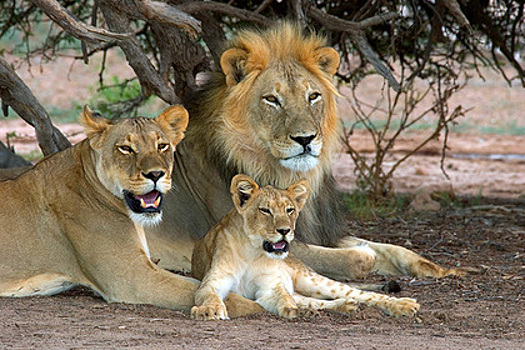 Туристам предложили путешествие по Южной Америке за 44 тысячи долларов