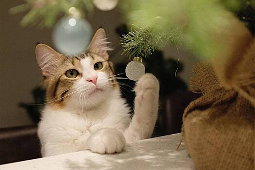 Владельцам домашних животных дали совет по выбору новогодней елки