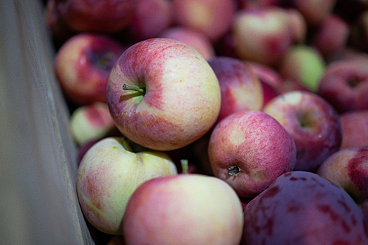 «Глотал слюнки от одного представления»: 10  самых запоминающихся цитат из русской классики про яблоки