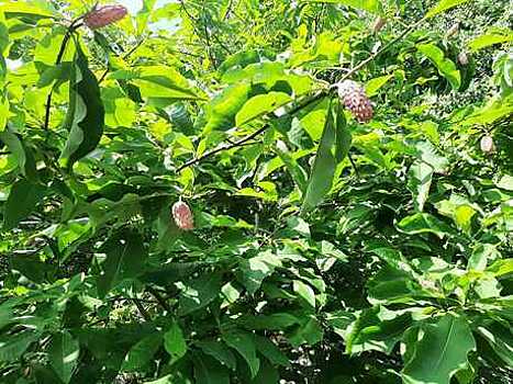 Розы и магнолии: что нужно успеть посмотреть в калининградском Ботаническом саду до конца лета