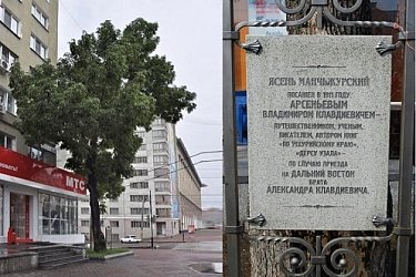 Голосуйте за символ Хабаровска: ясень Арсеньева в битве за титул «Российское дерево года»
