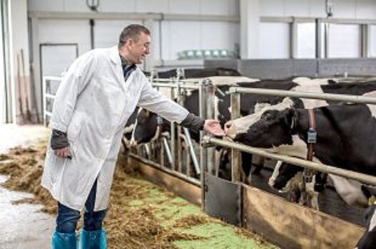 Почему скотоводство в ЕАО остается крайне затратным