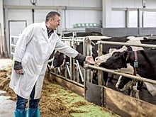 Почему скотоводство в ЕАО остается крайне затратным