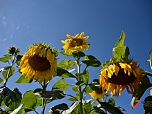 В день Матфея Змеесоса со Среднего Урала уходят дожди: виды на погоду