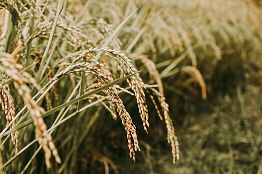 Новая методика спутникового земледелия может повысить урожайность риса