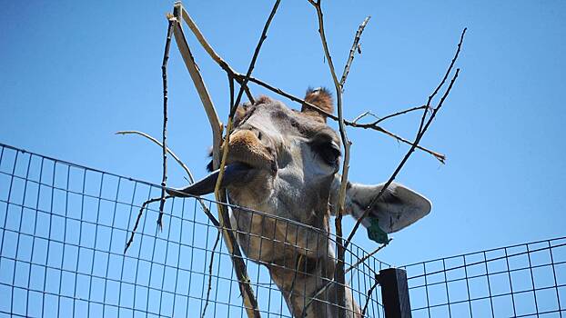 Теплолюбивых животных Московского зоопарка переместили в зимние вольеры