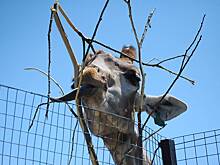 Теплолюбивых животных Московского зоопарка переместили в зимние вольеры