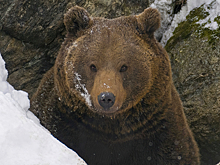 Названа причина «зимней спячки» у людей