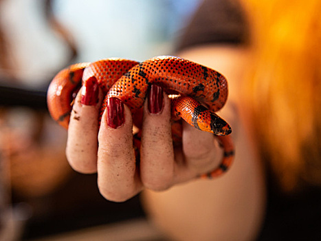 Смертельную гадюку с тремя ядовитыми клыками обнаружили в Австралии