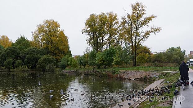 К реновации городских прудов планируют приступить в Вологде