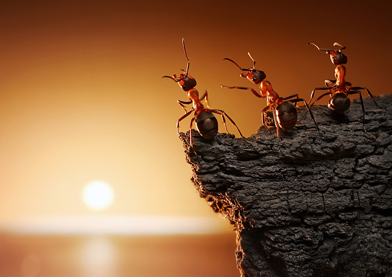 Муравьи. Численность этих насекомых в несколько раз превышает количество людей на нашей планете. А цивилизация муравьев настолько развита (коллективный разум, четкая иерархия, ведение хозяйства и т.п.), что остается только удивляться, как они до сих пор мир не захватили.