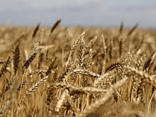 В Волгоградской области выявили недостоверное декларирование 300 тонн пшеницы