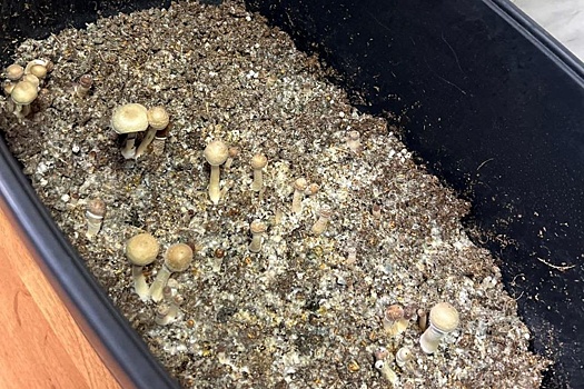 Житель Владимира пойдет под суд за выращивание "грибов от депрессии"