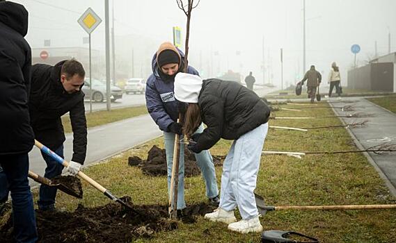 В Курске на улице Бойцов 9-й дивизии высадят 97 лип