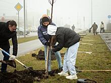 В Курске на улице Бойцов 9-й дивизии высадят 97 лип