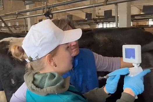 Осеменять коров станут, спуская курок