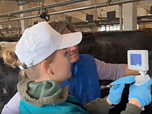 Осеменять коров станут, спуская курок