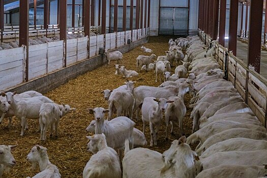 В Кумёнском районе планируют нарастить производство козьего молока
