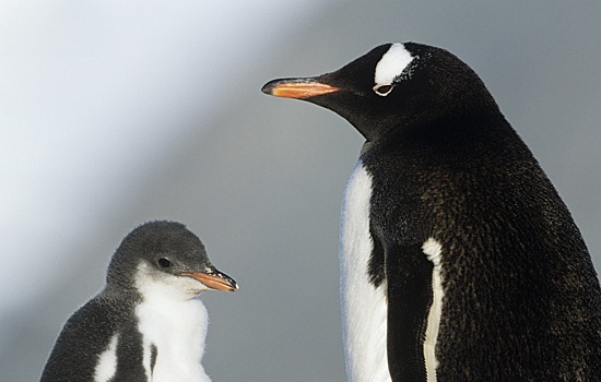 Обнаружены останки крупнейшего пингвина в истории Земли