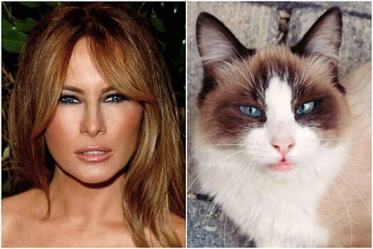 Интернет‐пользователи доказали, что Меланья Трамп — кошка