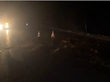 Иномарка сбила лося в Нижегородской области: пассажирка ранена, животное погибло