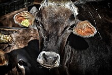 Роман Костюк: Проблема рынка говядины в РФ в том, что не сформирован оборот скота