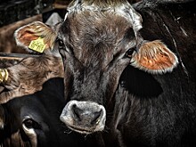 Роман Костюк: Проблема рынка говядины в РФ в том, что не сформирован оборот скота