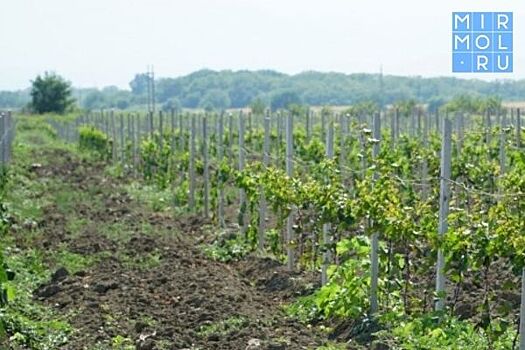 Власти Дагестана планируют увеличить площадь виноградников на треть к 2035 году