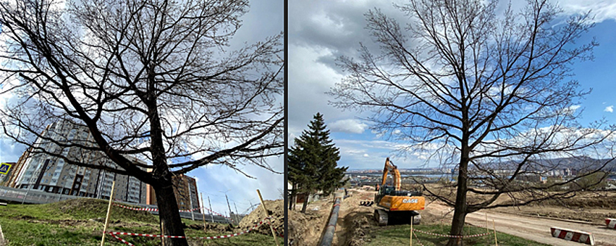 В Красноярске сохранят старинный дуб в районе Николаевки