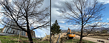 В Красноярске сохранят старинный дуб в районе Николаевки