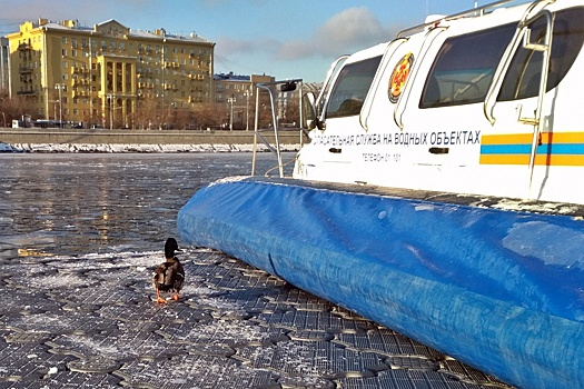 В центре Москвы спасли утку