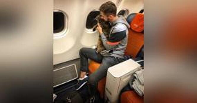 Двойник полегче помог жирному коту Виктору попасть на рейс Аэрофлота