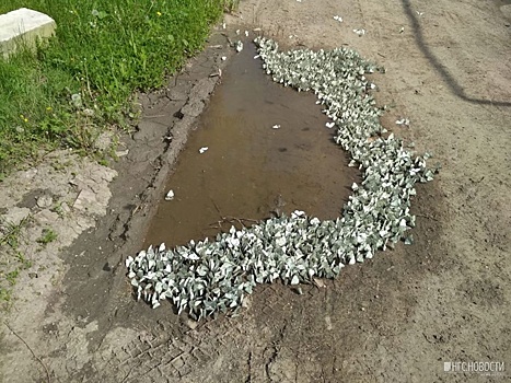 Новосибирск настигли бабочки-боярышницы