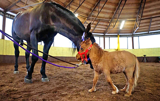 Как выглядит самый маленький в России конь: ростом он не выше собаки