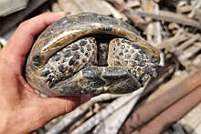 В Петербурге водитель мусоровоза нашел раненную черепаху под завалами отходов