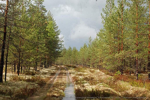 Новые заповедники: власти Костромской области продолжают работу по сохранению экосистем региона