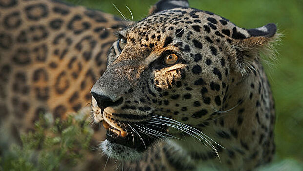 В горах Ингушетии нашли следы редкого переднеазиатского леопарда