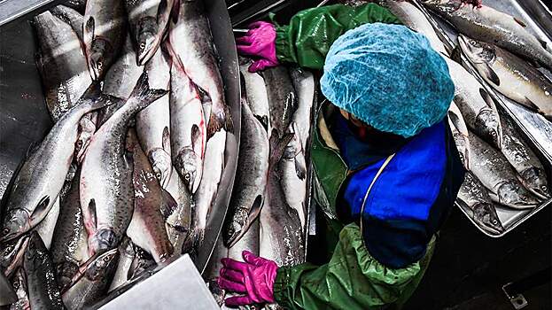 Мишустин: Китай ставит барьеры для российской рыбы