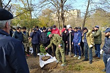 В парке Махачкалы высадили 58 сосен в память об Абдулманапе Нурмагомедове