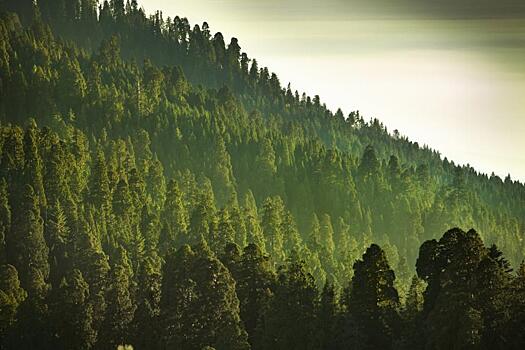 Ученые узнали, какие леса лучше переживают климатический кризис
