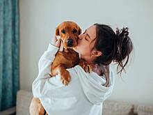 Как самостоятельно избавиться от блох в квартире