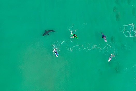 Любопытная акула-людоед заставила серферов в панике вернуться на берег