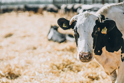 Алексей Ткачев: Закон нацелен повысить качество отечественных племенных ресурсов