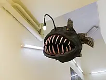 Приподнимая кромку воды. В Дарвиновском музее уже в 10-й раз проходит фестиваль подводной фотографии