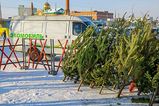 В Новосибирске открылся первый стационарный пункт приема ёлок